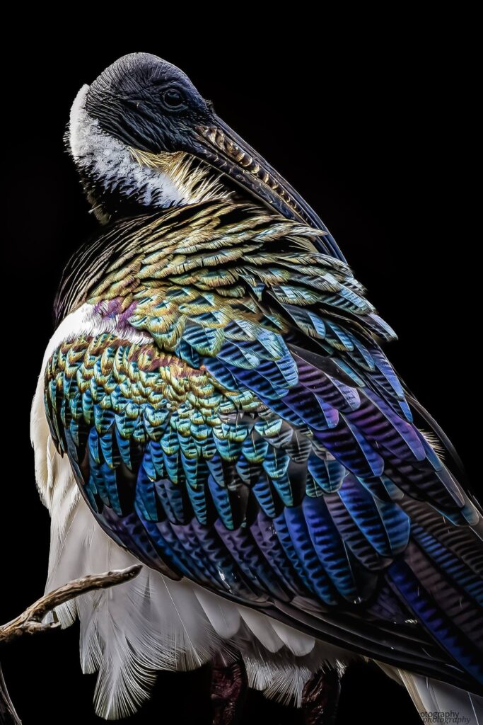 Straw-necked Ibis © Matt Laughton﻿