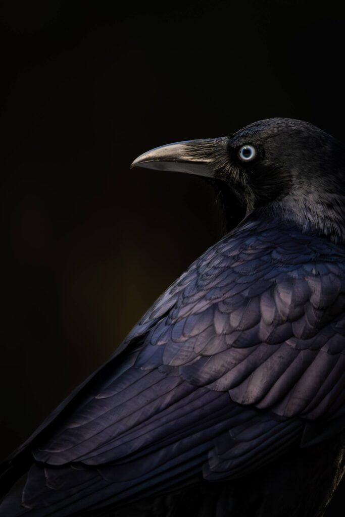 Australian Raven (Corvus coronoides) © Matt Laughton﻿