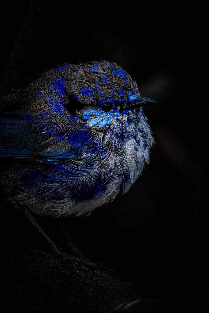 Splendid Fairywren © Matt Laughton﻿