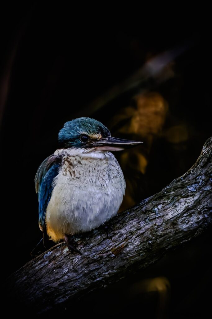Sacred Kingfisher © Matt Laughton﻿