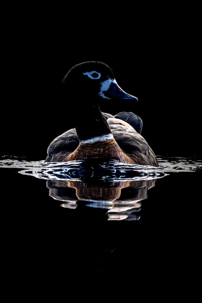 Australian Shelduck © Matt Laughton﻿