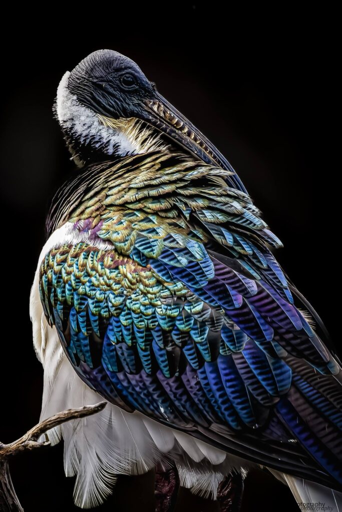 Straw-necked Ibis © Matt Laughton﻿