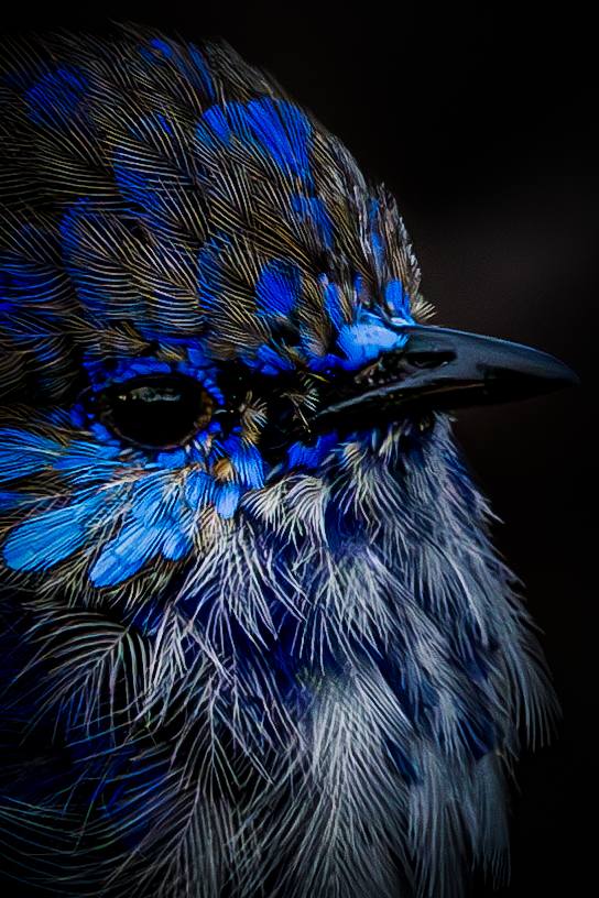 Splendid Fairywren © Matt Laughton﻿