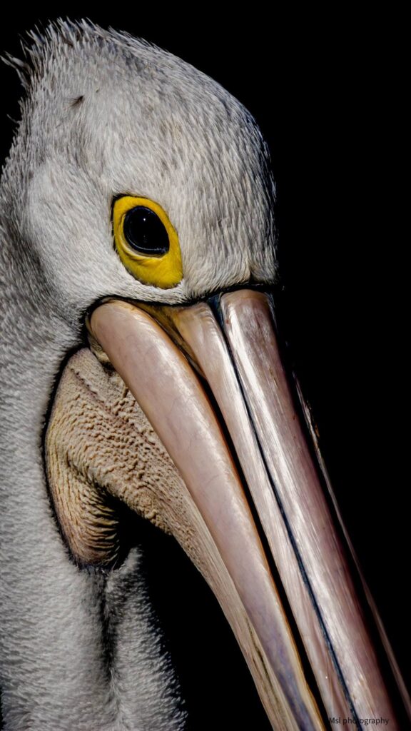 Australian Pelican © Matt Laughton﻿