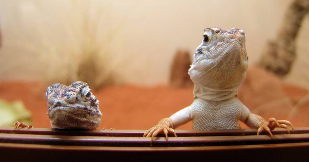 Central Netted Dragon