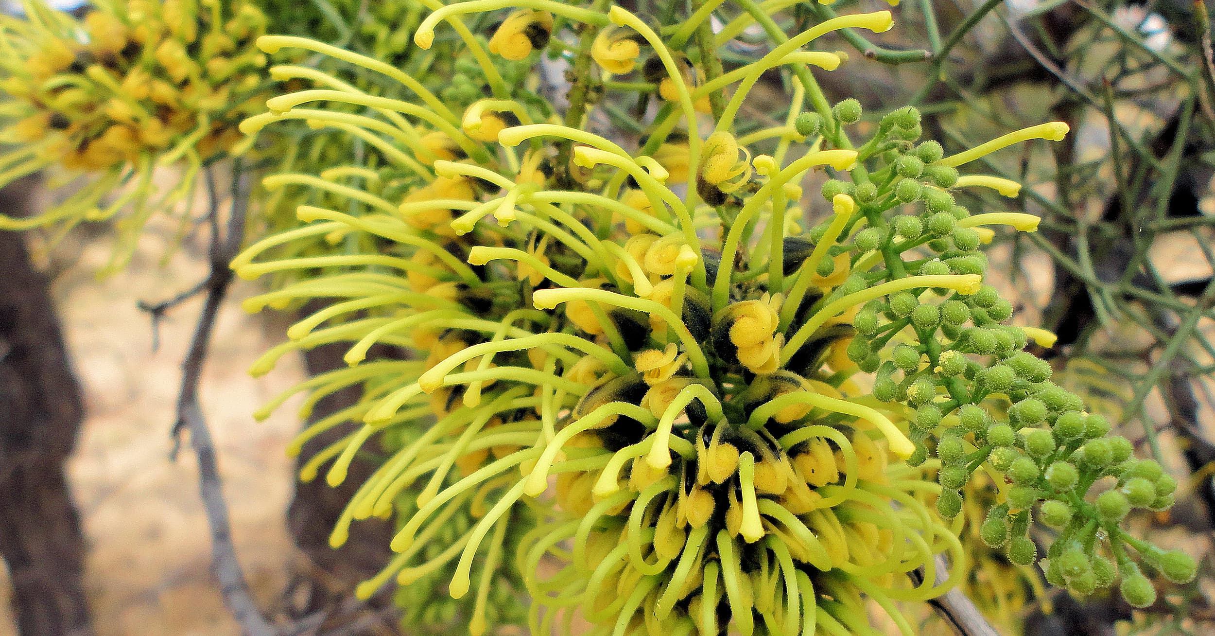 Fork Leaved Corkwood (Hakea divaricata)