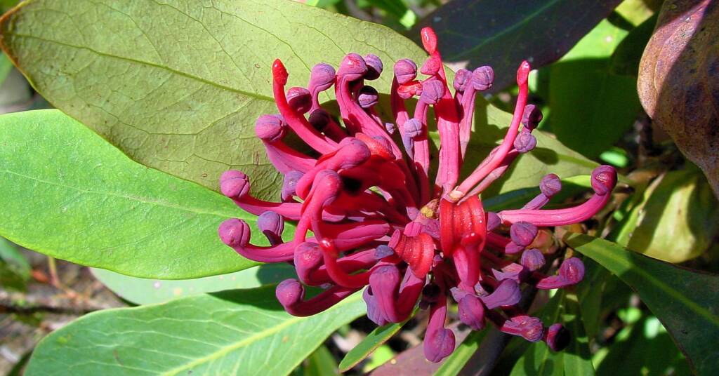 Gipsland Waratah (Telopea oreades)