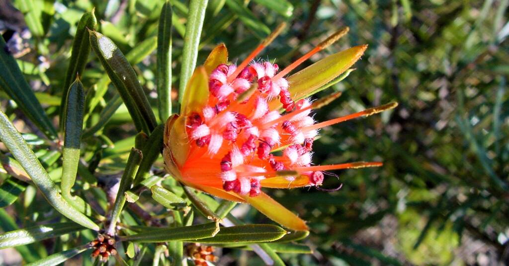 Mountain Devil (Lambertia formosa), Blue Mountains, NSW