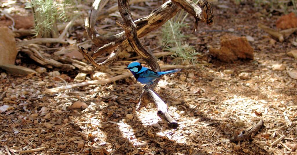 Splendid Fairy-wren (Malurus splendens)