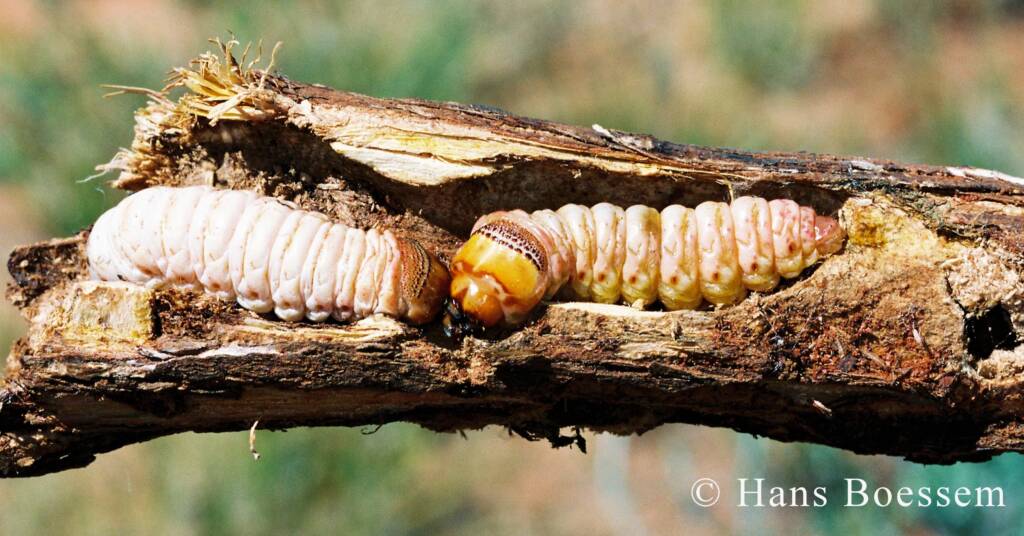 Witchetty Grub © Hans Boessem