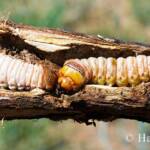 Witchetty Grub © Hans Boessem