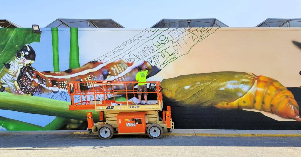 Alice Springs Street Art - Life Cycle of the Yeperenye Caterpillar - artist Jimmy DVATE