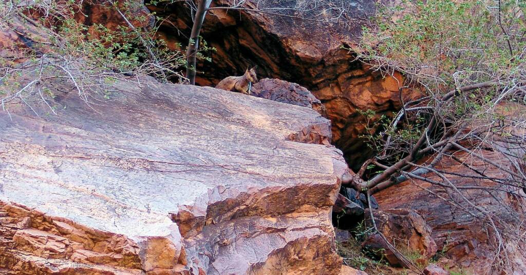 Black-footed Rock Wallaby at Simpsons Gap, West MacDonnell Ranges, NT