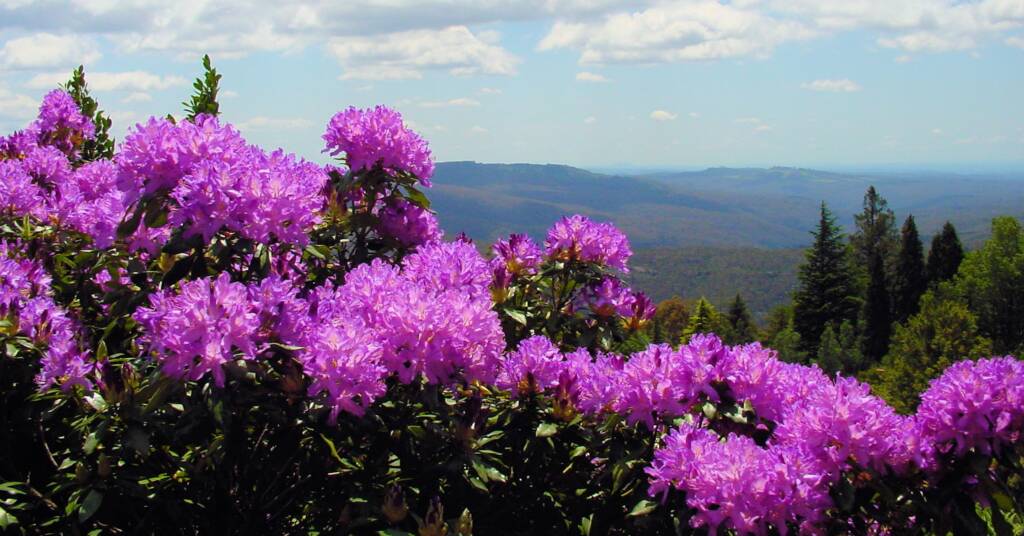View from the Blue Mountains Botanic Garden, NSW