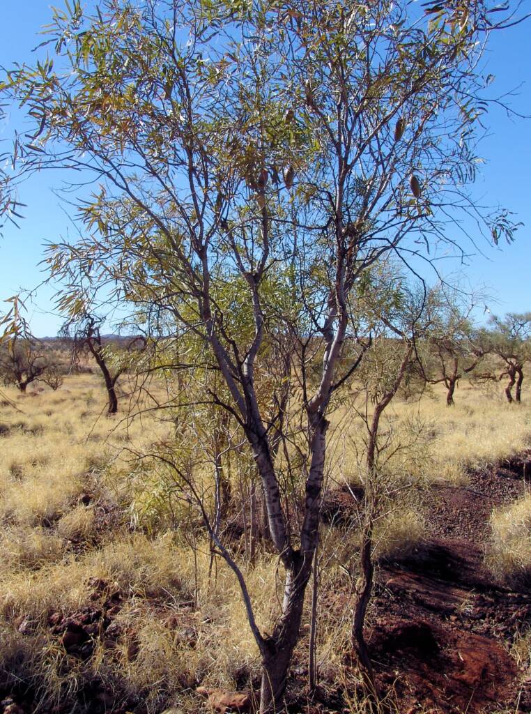 Bush Banana (Marsdenia australis)