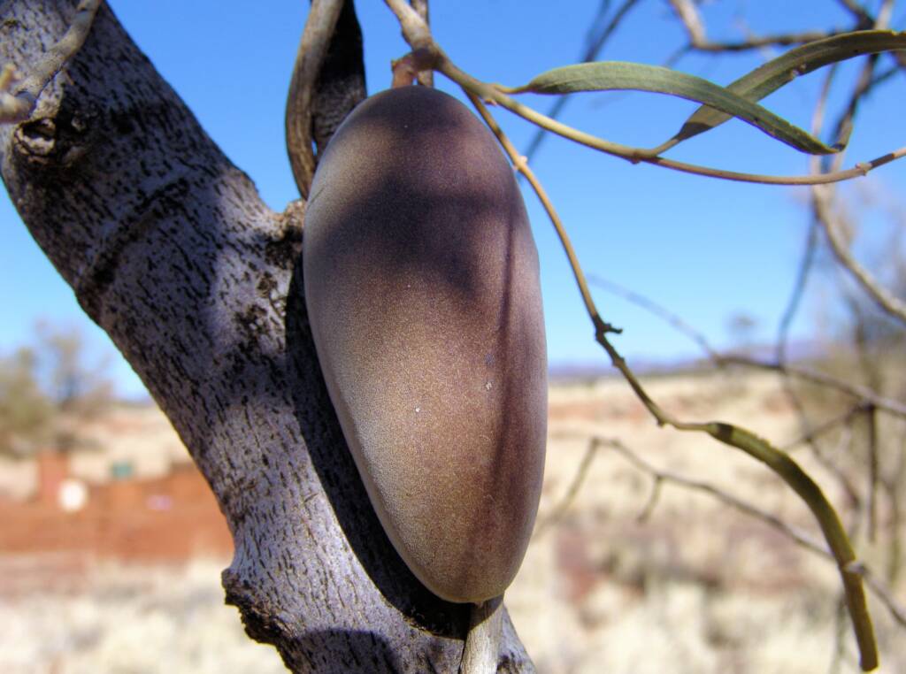 Bush Banana (Marsdenia australis)
