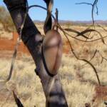 Bush Banana (Marsdenia australis)