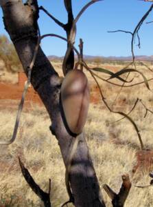 Bush Banana (Marsdenia australis)