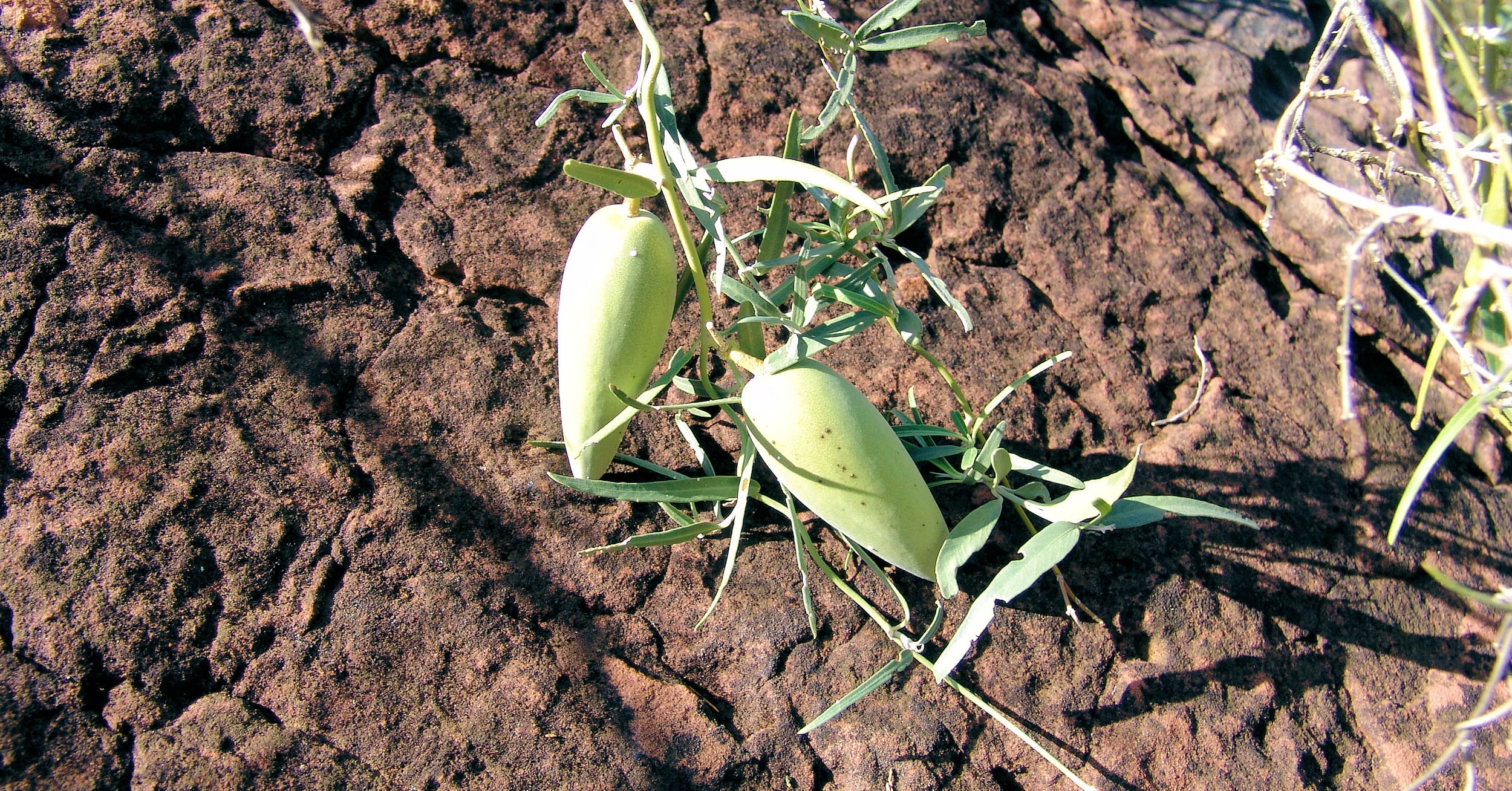 Bush Banana (Marsdenia australis)