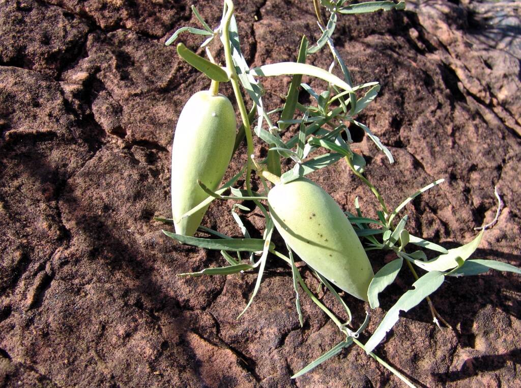 Bush Banana (Marsdenia australis)