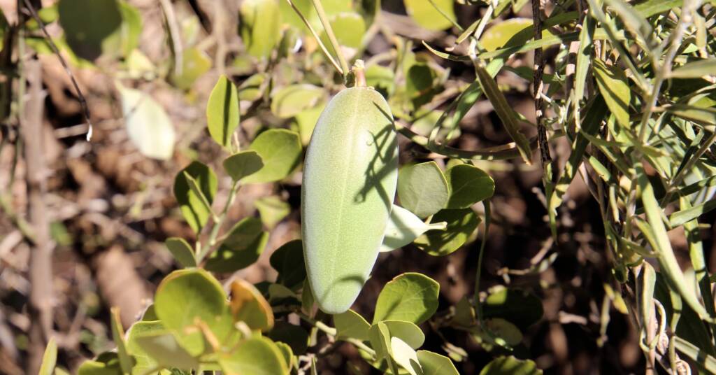 Bush banana fruit