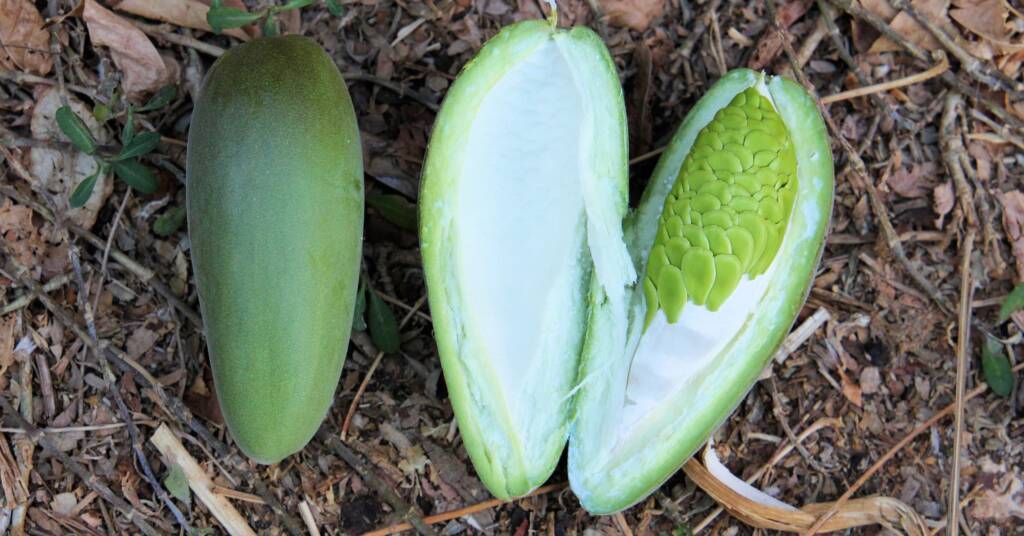 Bush banana fruit