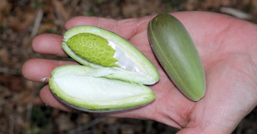 Bush banana fruit