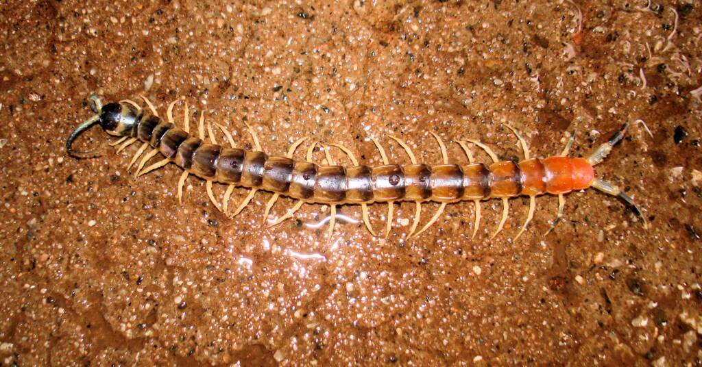 Native Centipede at Uluru