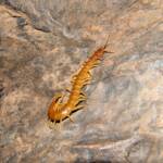 Centipede (genus Scolopendra), Central Australia