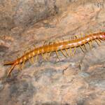 Centipede (genus Scolopendra), Central Australia