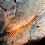 Centipede (genus Scolopendra), Central Australia
