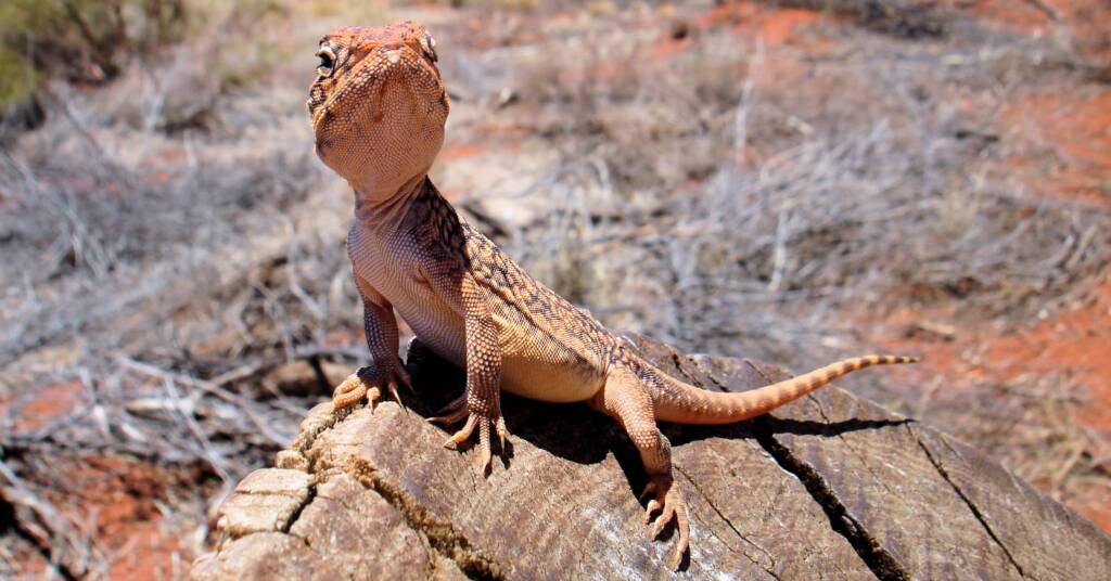 Central netted dragon (Ctenophorus nuchalis)