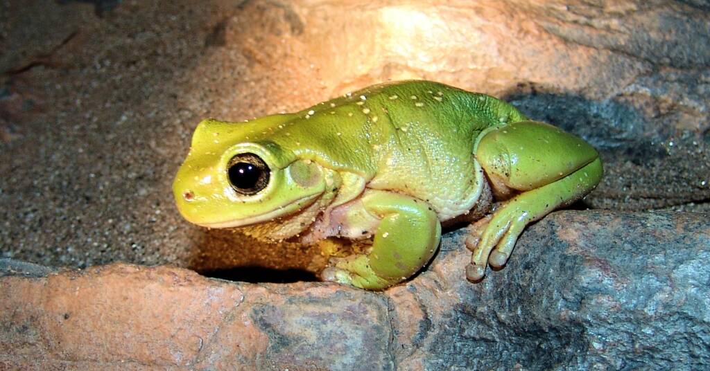 Centralian Tree Frog (Litoria gilleni)