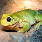 Centralian Tree Frog (Ranoidea gilleni, formerly Litoria gilleni), Simpsons Gap, NT