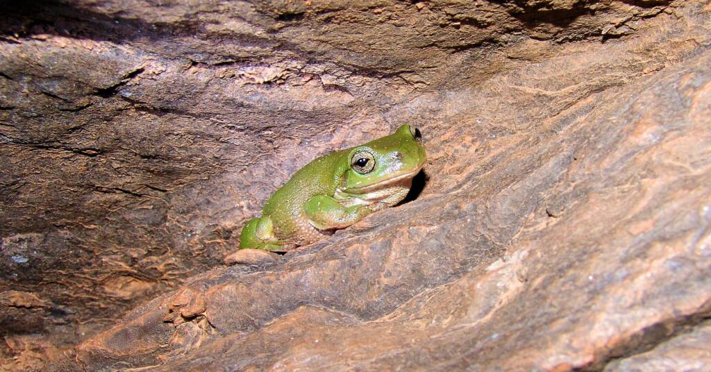 Centralian Tree Frog (Litoria gilleni)