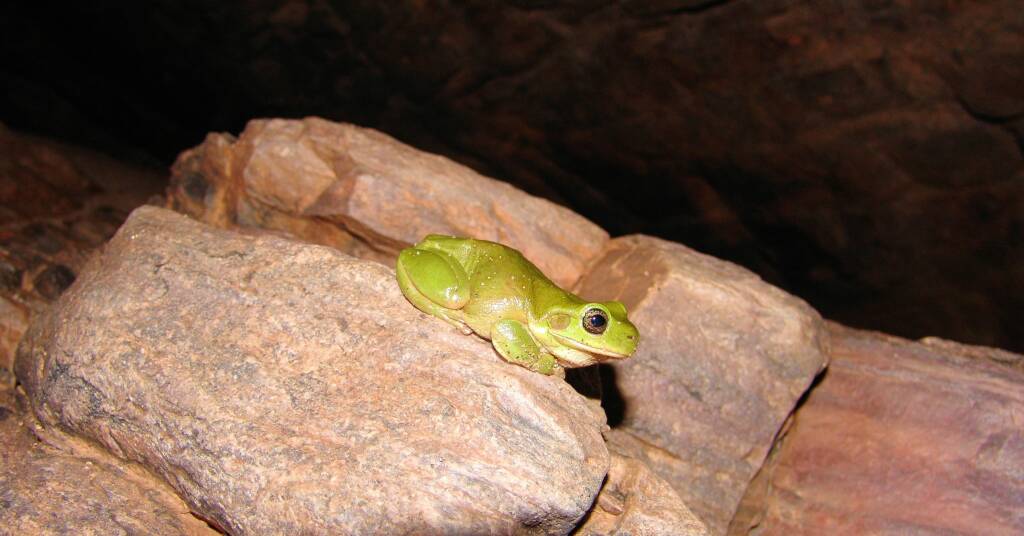 Centralian Tree Frog (Litoria gilleni), Central Australia