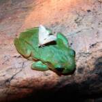 Centralian Tree Frog (Ranoidea gilleni, formerly Litoria gilleni) with moth on it's back, Simpsons Gap, NT.