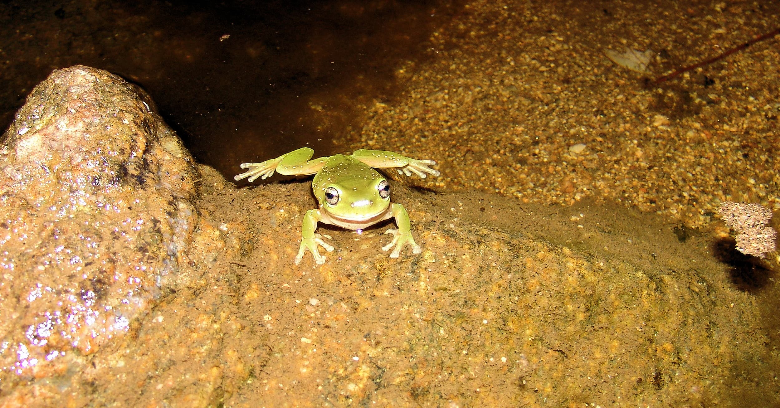 Centralian Tree Frog (Ranoidea gilleni, formerly Litoria gilleni) in Simpsons Gap waterhole, West MacDonnell Ranges, NT.