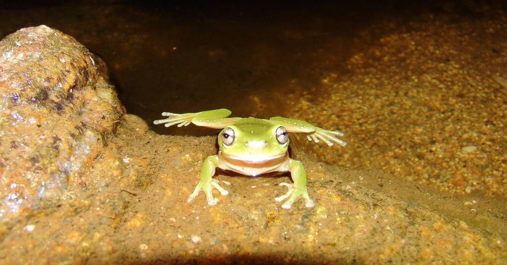 Centralian Tree Frog (Litoria gilleni)