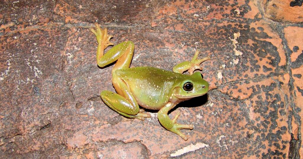 Centralian Tree Frog (Ranoidea gilleni, formerly Litoria gilleni), Simpsons Gap, West MacDonnell Ranges, NT