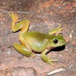 Centralian Tree Frog (Ranoidea gilleni, formerly Litoria gilleni), Simpsons Gap, West MacDonnell Ranges, NT