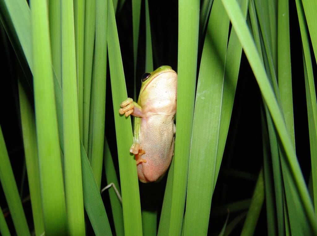 Centralian Tree Frog (Ranoidea gilleni, formerly Litoria gilleni), Simpsons Gap, West MacDonnell Ranges, NT