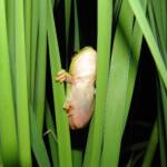 Centralian Tree Frog (Ranoidea gilleni, formerly Litoria gilleni), Simpsons Gap, West MacDonnell Ranges, NT