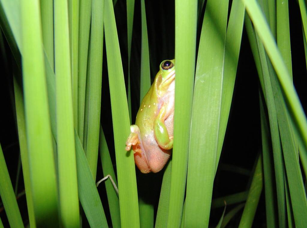 Centralian Tree Frog (Ranoidea gilleni, formerly Litoria gilleni), Simpsons Gap, West MacDonnell Ranges, NT