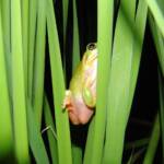 Centralian Tree Frog (Ranoidea gilleni, formerly Litoria gilleni), Simpsons Gap, West MacDonnell Ranges, NT