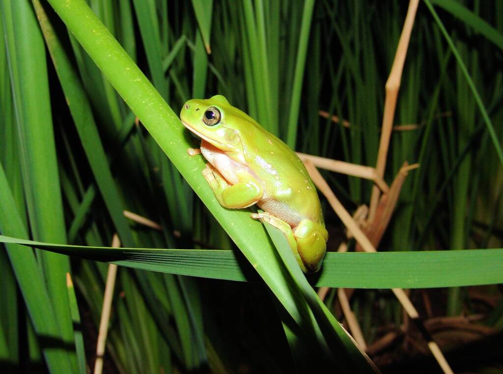 Centralian Tree Frog (Ranoidea gilleni, formerly Litoria gilleni), Simpsons Gap, West MacDonnell Ranges, NT
