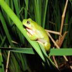 Centralian Tree Frog (Ranoidea gilleni, formerly Litoria gilleni), Simpsons Gap, West MacDonnell Ranges, NT