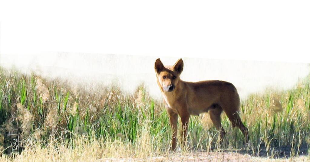 Dingo at Bogey Hole, Finke Gorge National Park