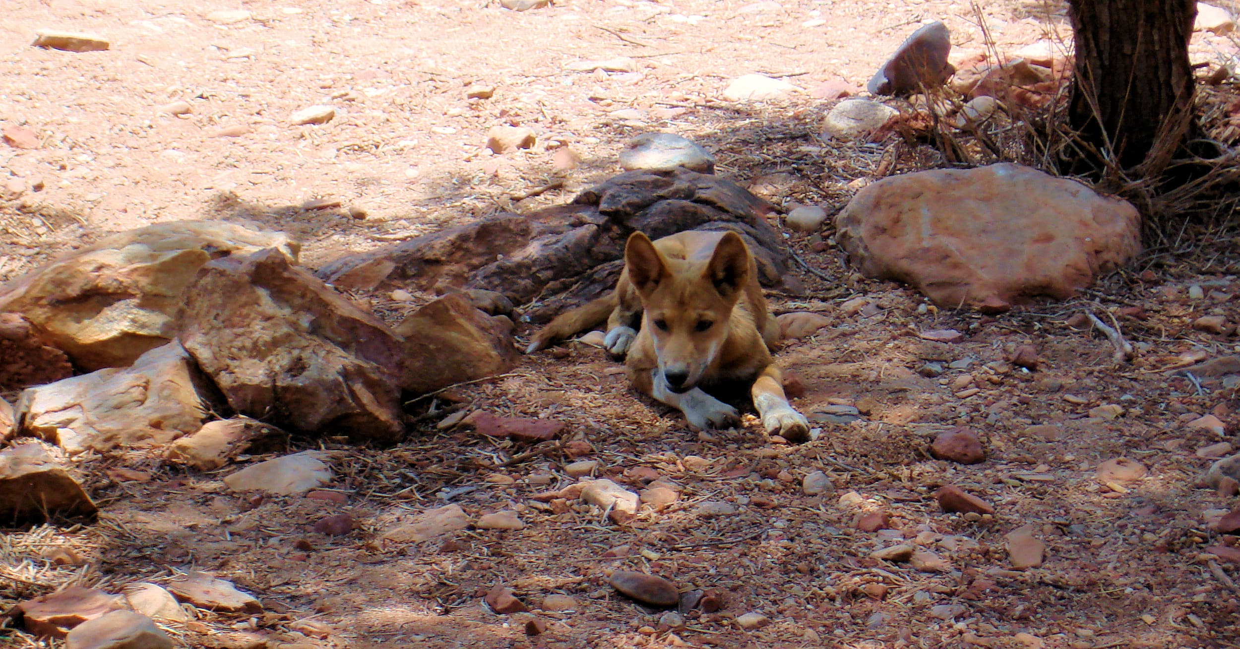 Dingo encounters…