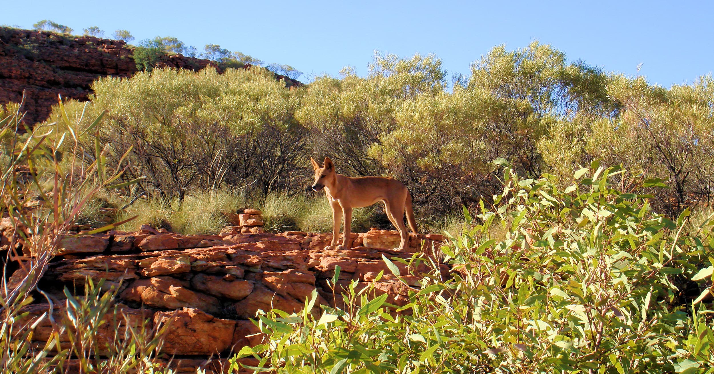 Dingo at Kings Canyon